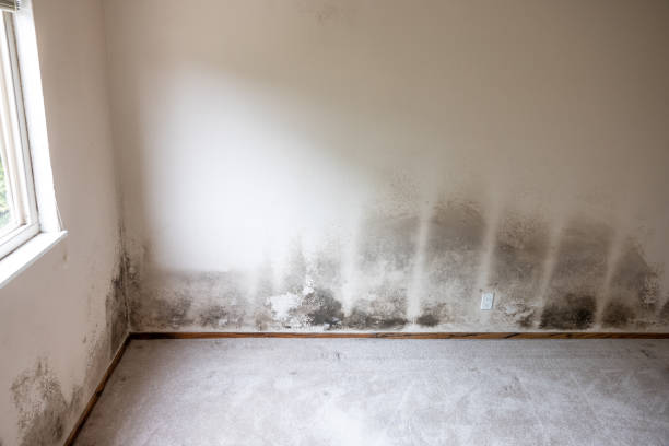 Asbestos and Lead Testing During Mold Inspection in North Las Vegas, NV